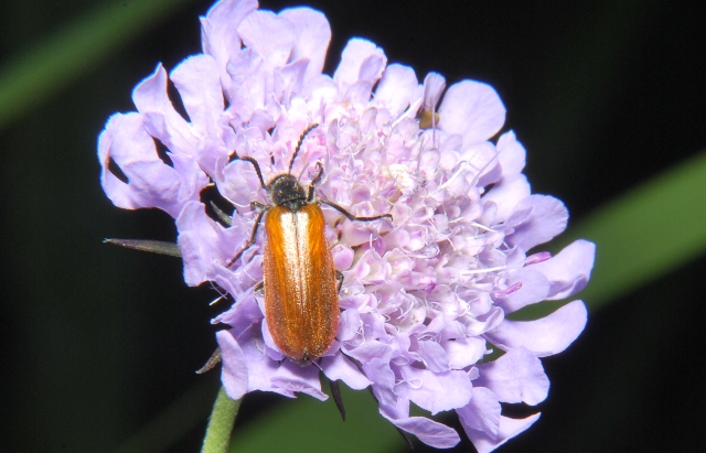 Lydus trimaculatus italicus (Meloidae)